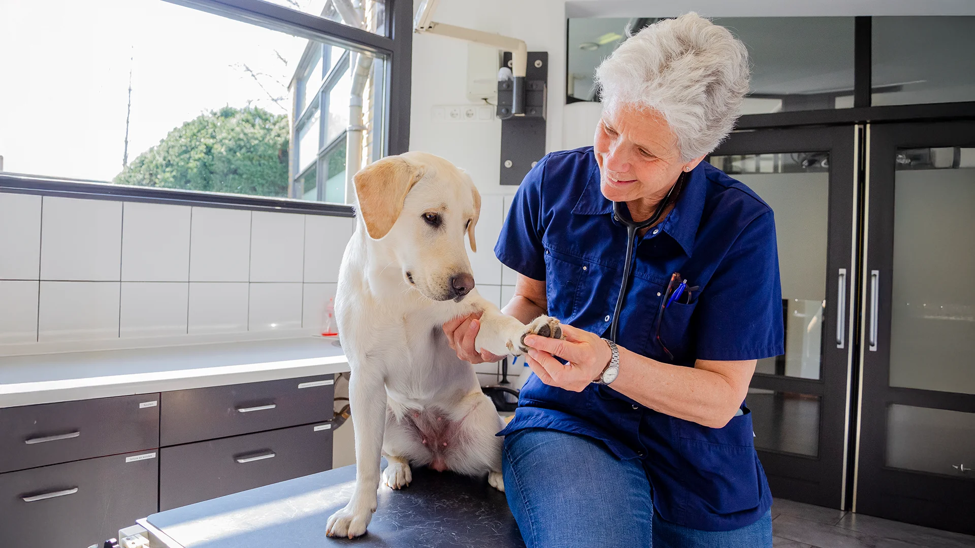 A veterinarian in a navy uniform gently examining the paw of a Labrador retriever sitting on an exam table in a bright and modern veterinary clinic.