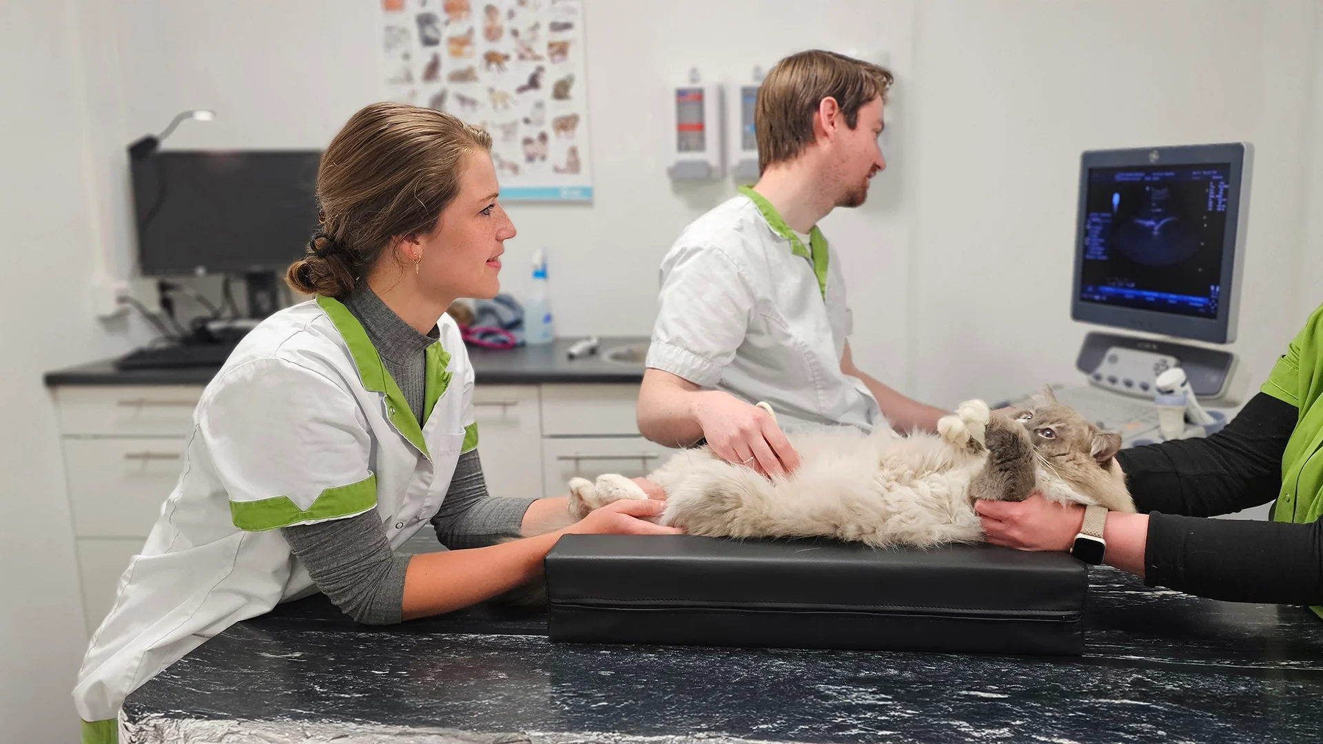 Veterinary team performing an ultrasound on a fluffy cat in a modern exam room.
