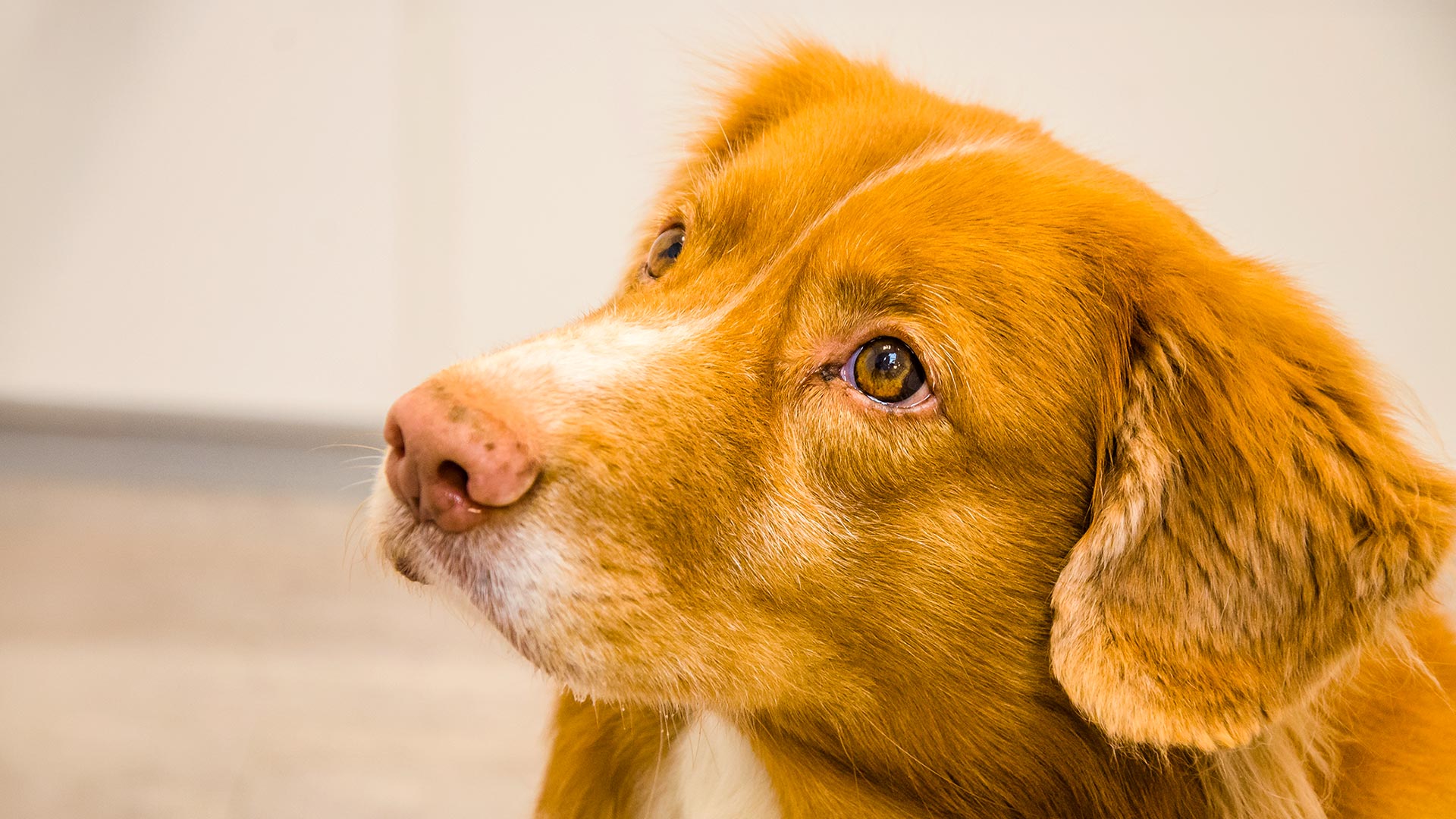 Close-up portrait of a brown and white dog