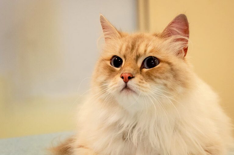Closeup of a fluffy cat in front of a pastel yellow wall