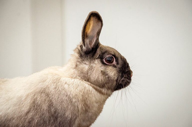 Closeup of side view of rabbit