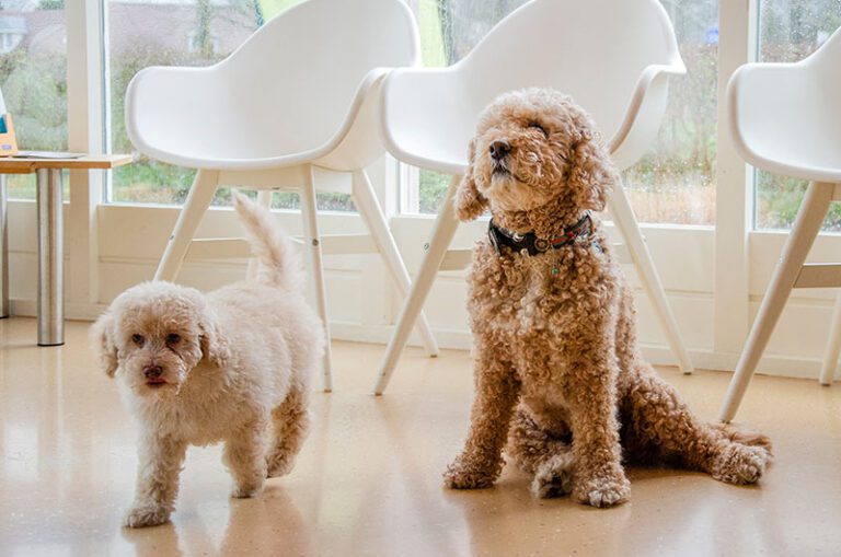 Two fluffy dogs in a waiting room
